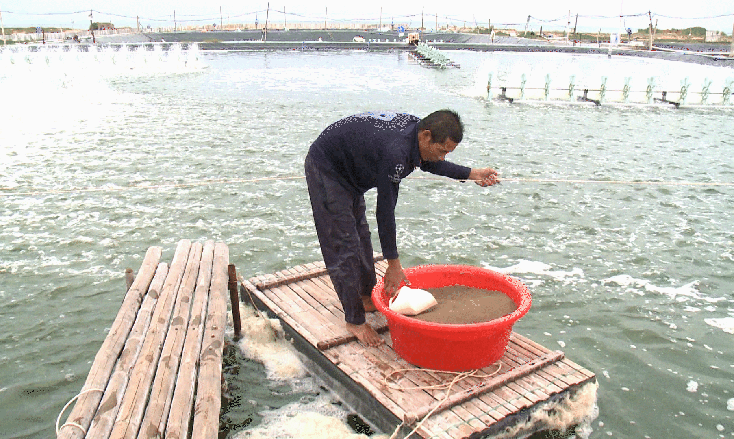 Bố Trạch: Phát triển nuôi tôm nước lợ theo hướng thâm canh