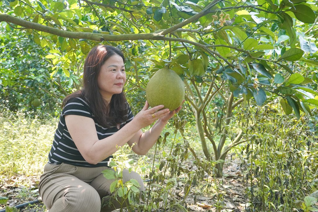 Những quả bưởi da xanh sắp đến kỳ thu hoạch tại trang trại của vợ chồng anh Bùi Anh Tuấn.